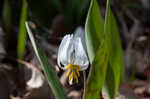 White troutlily <BR>White fawnlily